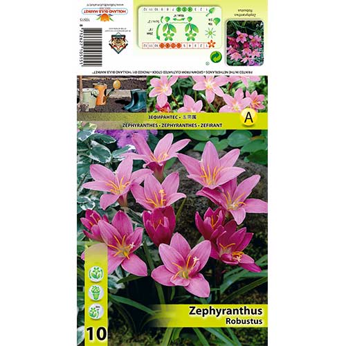 1 szt, Zefirant (Zephyranthes) Robustus - Cebule: Ilość w opakowaniu: 10 szt.