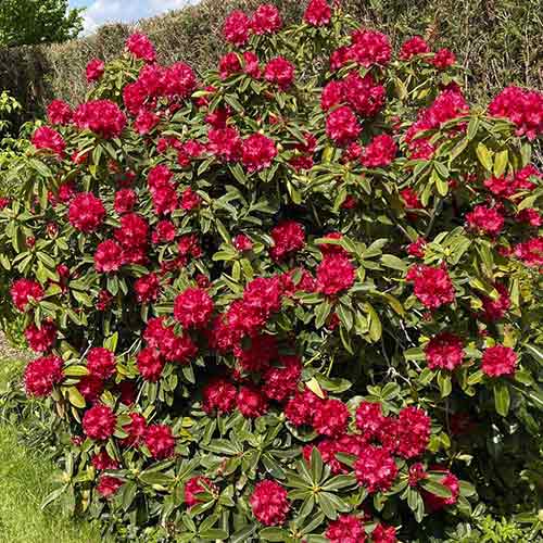 1 sadz, Rhododendron (Różanecznik) Bengal - Sadzonki: Ilość w opakowaniu: 1 sadz