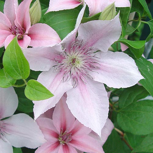 1 szt, Clematis (Powojnik) Jan Paweł II - Sadzonki: Ilość w opakowaniu: 1 sadz
