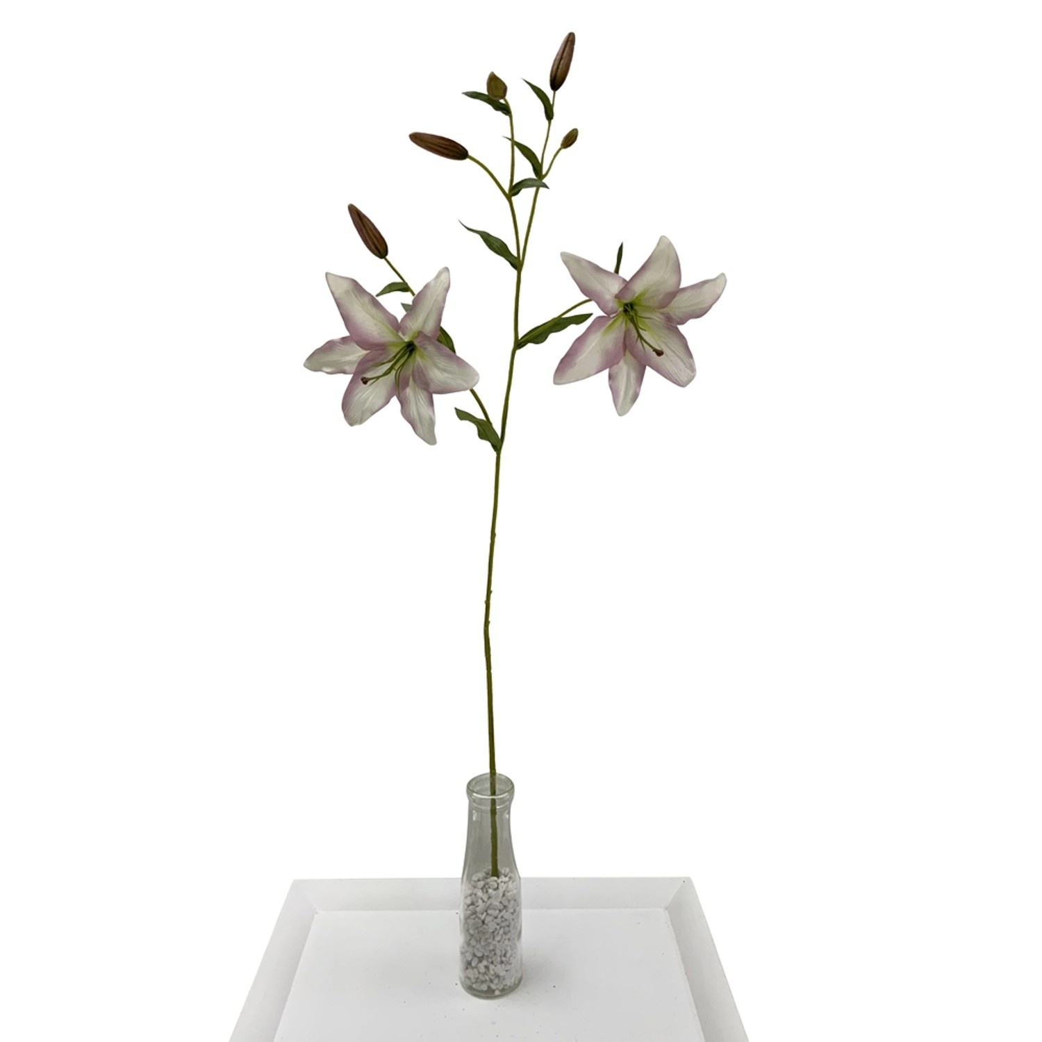 Lilia jasno różowa wys. 115 cm