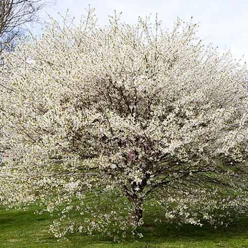 1 buc, Cireș japonez (Prunus) Yamadei - Răsaduri: Mod de ambalare: 1 buc