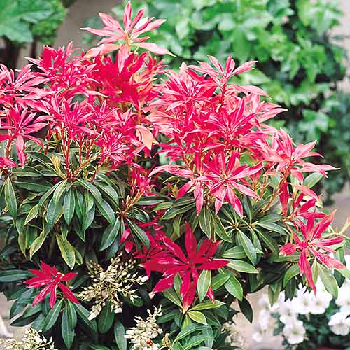 1 buc, Pieris Forest Flame - Răsaduri: Mod de ambalare: 1 buc
