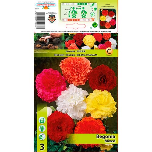 3 buc, Begonie Frimbiata, mix multicolor - Bulbi: Mod de ambalare: 3 buc
