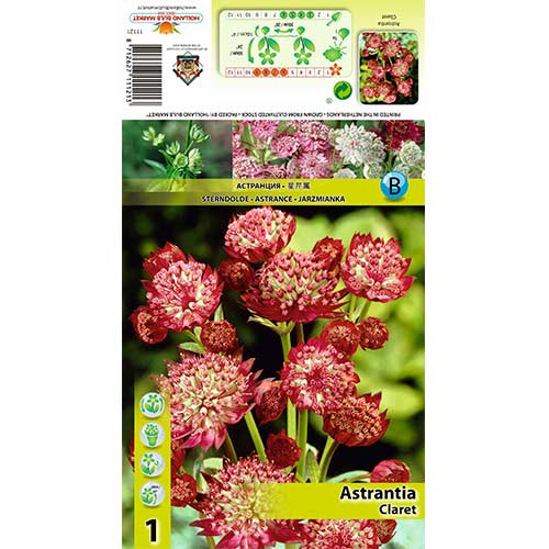 1 buc, Astrantia Claret - Bulbi: Mod de ambalare: 1 buc
