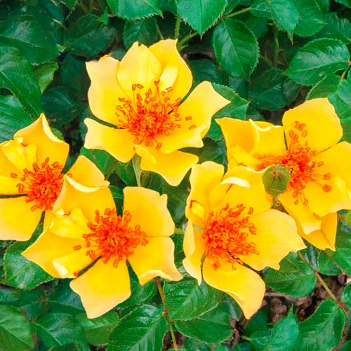 1 buc, Trandafir floribunda Mella Ducat , C3 - Butași: Mod de ambalare: 1 buc