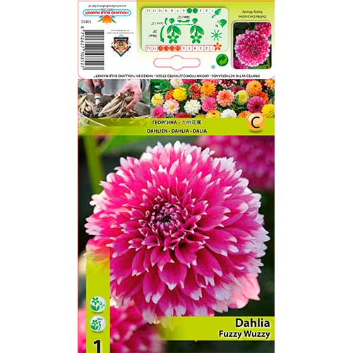 1 buc, Dalie Fuzzy Wuzzy - Bulbi: Mod de ambalare: 1 buc