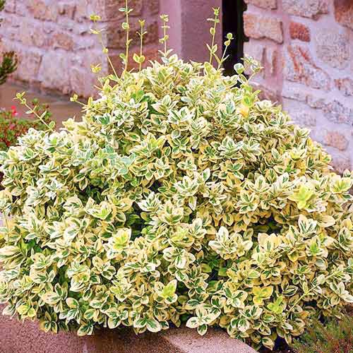 1 buc, Euonymus Emerald Gold - Răsaduri: Mod de ambalare: 1 buc