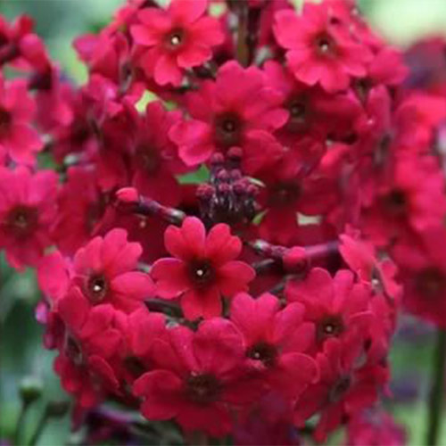 1 buc, Ciuboțica cucului (Primula) japonica Miller's Crimson - Răsaduri: Mod de ambalare: 1 buc