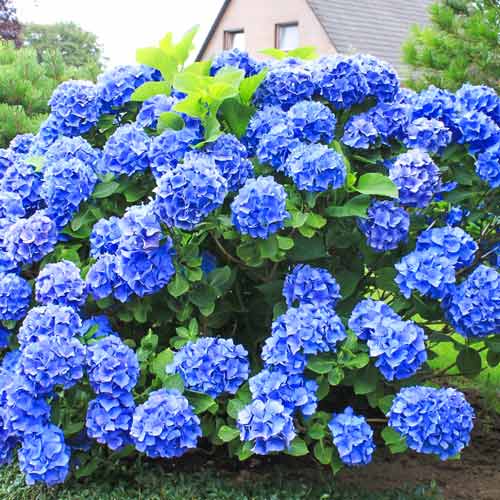 1 buc, Hortensia macrophylla Blue Lagoon - Răsaduri: Mod de ambalare: 1 buc