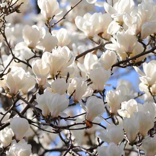 1 buc, Magnolia Alba Superba - Răsaduri: Mod de ambalare: 1 buc