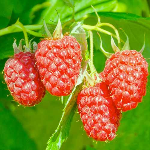 1 buc, Hibrid de mure și zmeură Loganberry, Р9 - Puieți: Mod de ambalare: 1 buc