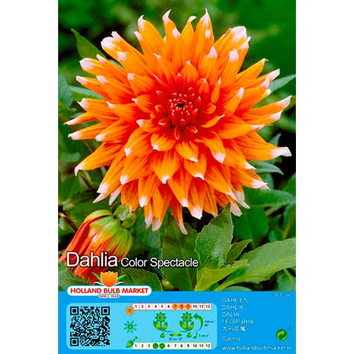 1 buc, Dalie Colour Spectacle - Bulbi: Mod de ambalare: 1 buc
