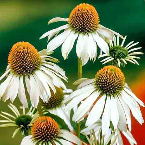 1 buc, Echinacea purpurea Alba - Răsaduri: Mod de ambalare: 1 buc