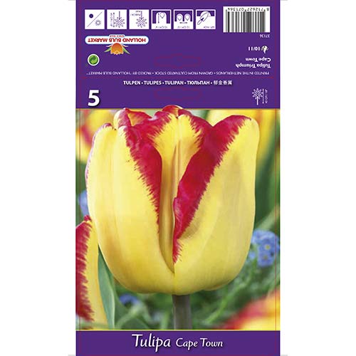5 buc, Lalele Cape Town - Bulbi: Mod de ambalare: 5 buc