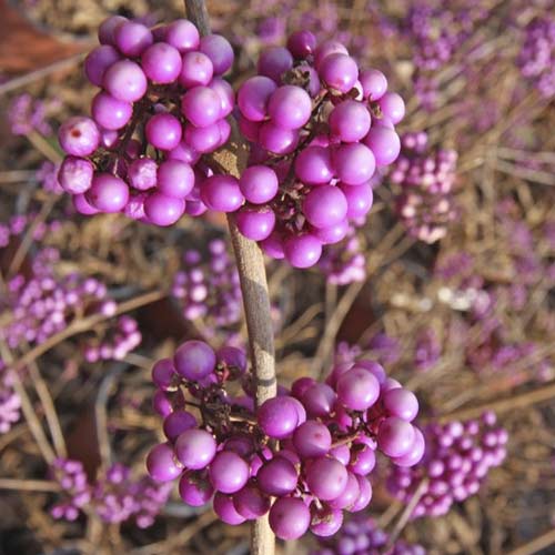 1 buc, Callicarpa Imperial Pearl PBR, C3 - Puieți: Mod de ambalare: 1 buc