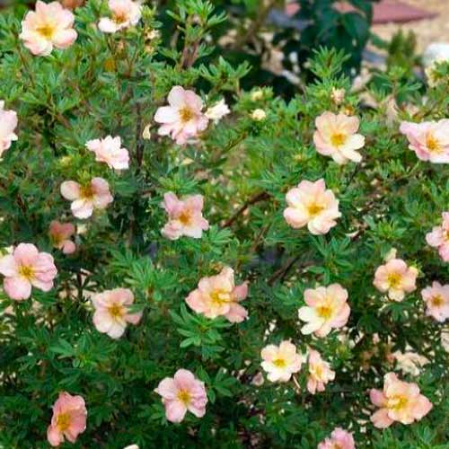 1 buc, Potentilla fruticosa Double Punch Pastel - Răsaduri: Mod de ambalare: 1 buc