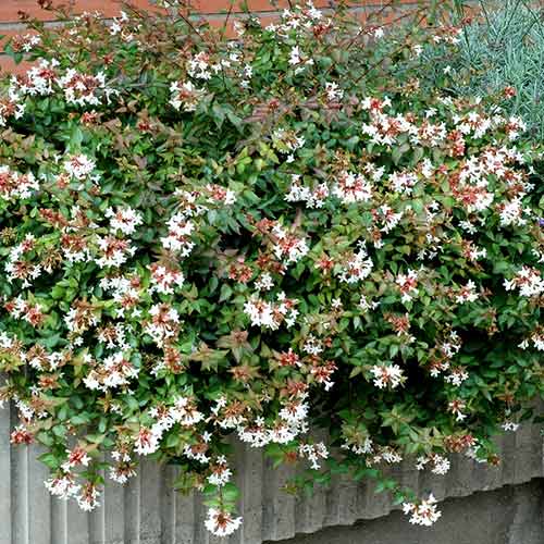 1 buc, Abelia grandiflora Prostrata - Răsaduri: Mod de ambalare: 1 buc