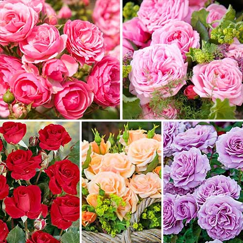 5 buc, Super ofertă! Trandafiri floribunda Magic colors, 5 soiuri - Butași: Mod de ambalare: 5 buc