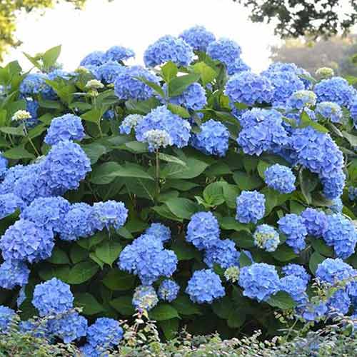 1 buc, Hortensia paniculată Blue - Răsaduri: Mod de ambalare: 1 buc