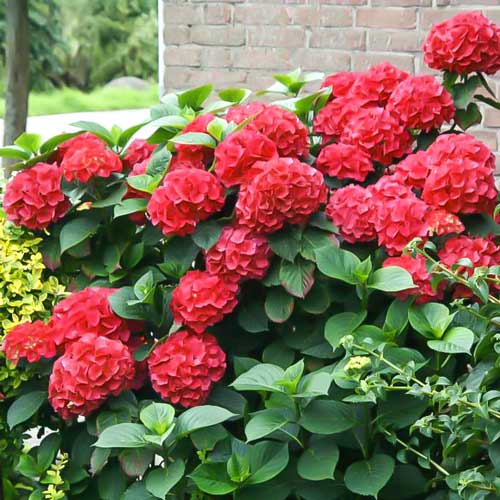 1 buc, Hortensia macrophylla Red Miss Hepburn - Răsaduri: Mod de ambalare: 1 buc