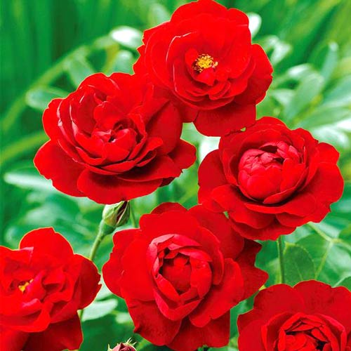3 buc, Trandafir floribunda Lilli Marleen - : Mod de ambalare: 3 buc