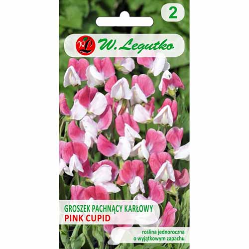 1 pac, Lathyrus odoratus (Sângele voinicului) Pink Cupid - Semințe: Mod de ambalare: 3 g