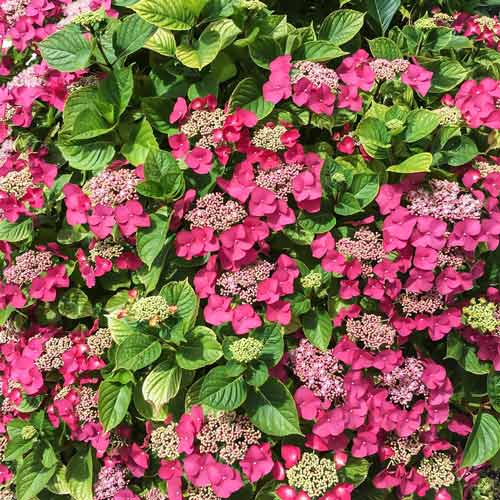 1 buc, Hortensia macrophylla Rotkehlchen - Răsaduri: Mod de ambalare: 1 buc