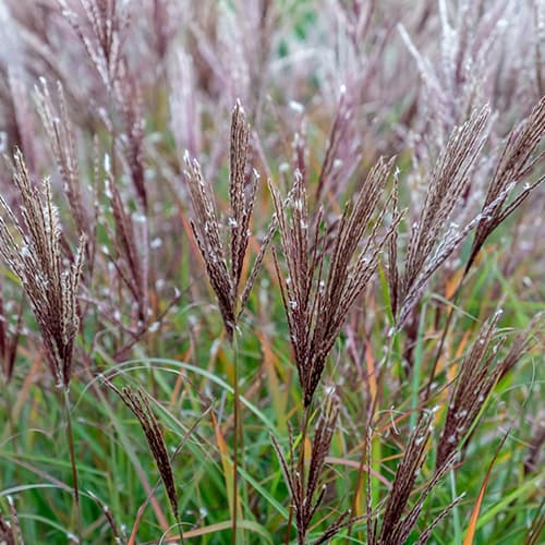 1 buc, Stuf chinezesc (Miscanthus) Ferner Osten - Răsaduri: Mod de ambalare: 1 buc