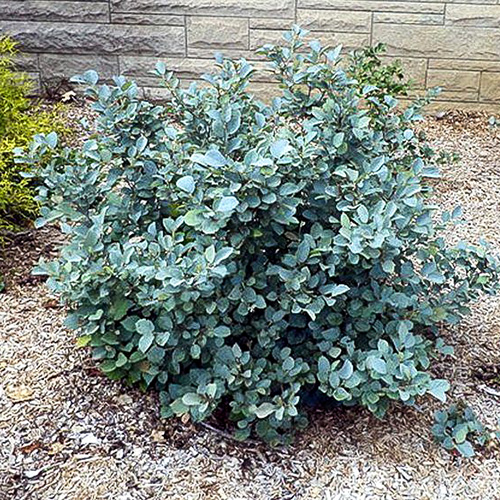 1 buc, Fothergilla Blue Mist - Răsaduri: Mod de ambalare: 1 buc