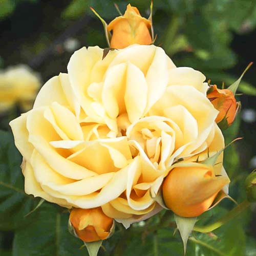 1 buc, Trandafir teahibrid Gracious Queen - Răsaduri: Mod de ambalare: 1 buc