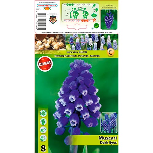 8 buc, Muscari Dark Eyes - Bulbi: Mod de ambalare: 8 buc