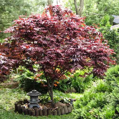 1 buc, Arțar japonez Atropurpureum - Puieți: Mod de ambalare: 1 buc