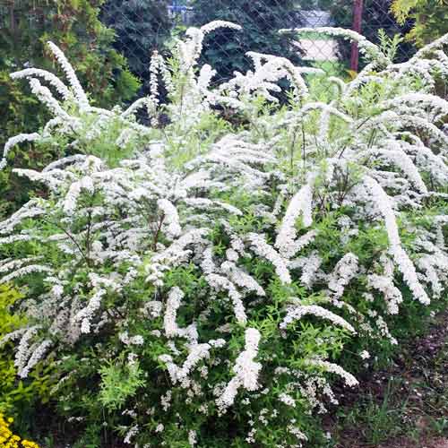 1 buc, Cununiță japonica White Carpet - Răsaduri: Mod de ambalare: 1 buc
