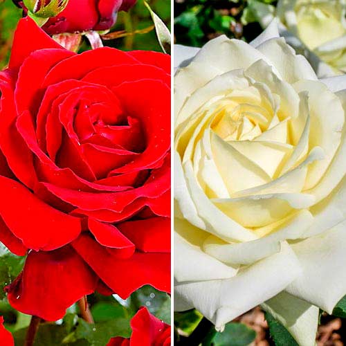 Ofertă specială! Trandafiri teahibrizi Red & White, set de 2 soiuri - Butași: Mod de ambalare: 2 buc
