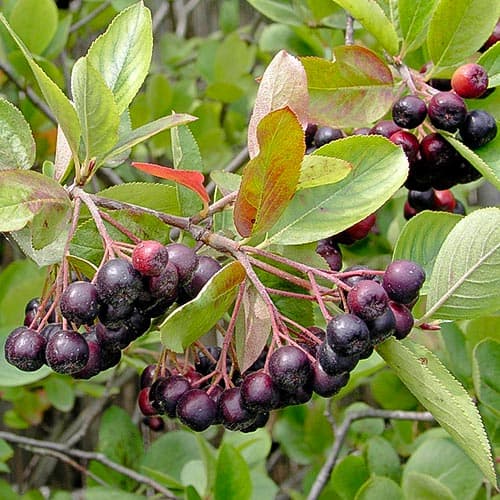 1 buc, Aronia Hugin - Răsaduri: Mod de ambalare: 1 buc