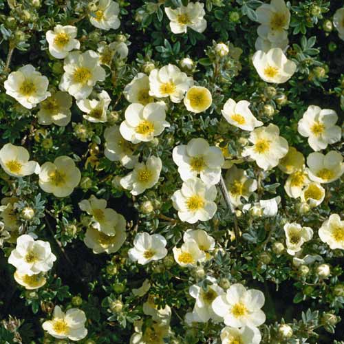 1 buc, Potentilla Cream'Issima PBR, C2 - Puieți: Mod de ambalare: 1 buc
