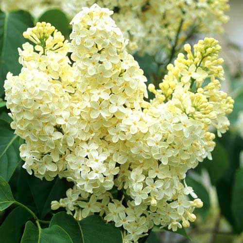 1 buc, Liliac Primrose - : Mod de ambalare: 1 buc