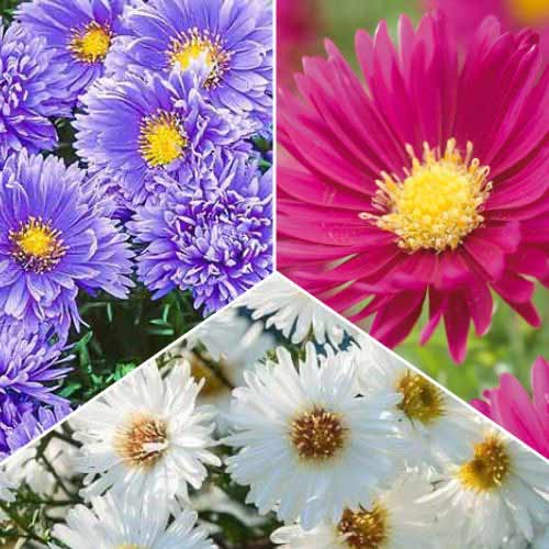 3 buc, Ofertă specială! Aster Novi-Belgii, set de 3 soiuri - Bulbi: Mod de ambalare: 3 buc