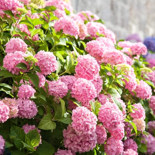 1 buc, Hortensia macrophylla Bouquet Rose - Răsaduri: Mod de ambalare: 1 buc