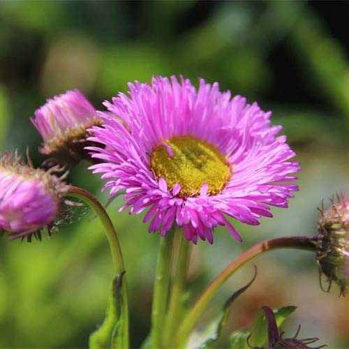 1 buc, Erigeron (Bătrâniș) Rosa Juwel - Răsaduri: Mod de ambalare: 1 buc
