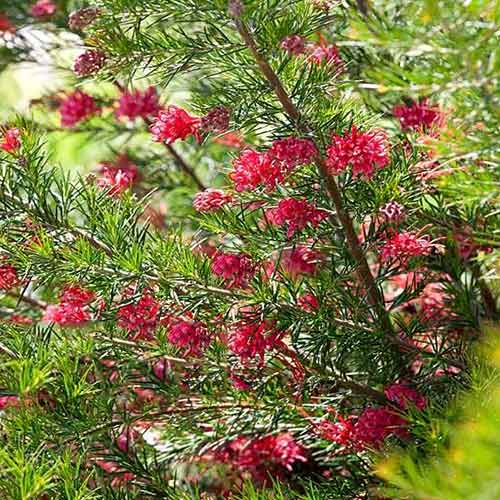 1 buc, Grevillea juniperina - Răsaduri: Mod de ambalare: 1 buc