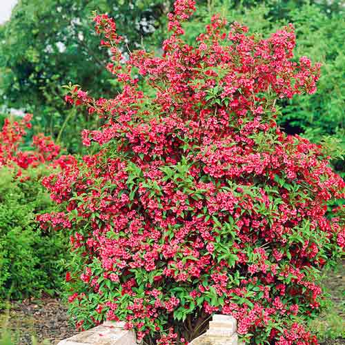 1 buc, Weigela florida Red Prince, С2 - Răsaduri: Mod de ambalare: 1 buc