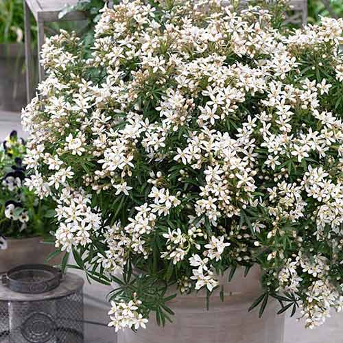 1 buc, Choisya ternata White Dazzler - Răsaduri: Mod de ambalare: 1 buc