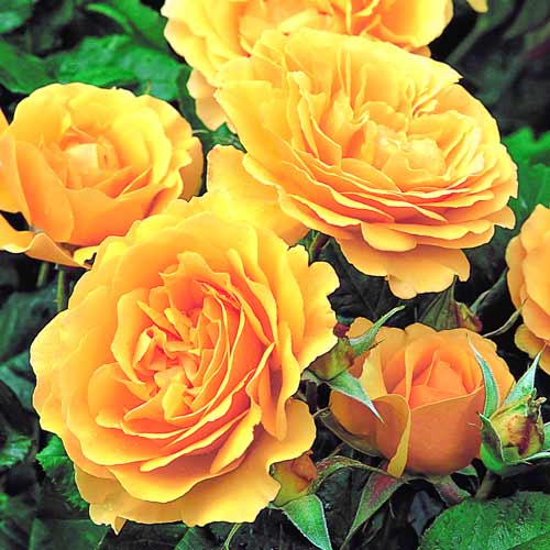 1 buc, Trandafir floribunda Julia Child - Butași: Mod de ambalare: 1 buc