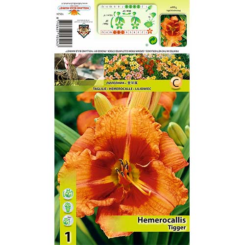 1 buc, Crin de o zi (Hemerocallis) Tigger - Bulbi: Mod de ambalare: 1 buc