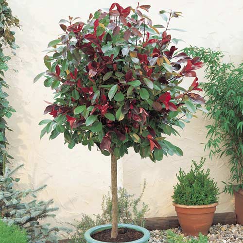 1 saz, Photinia Little Red Robin, C3 - : Monžstvo balíkov: 1 saz