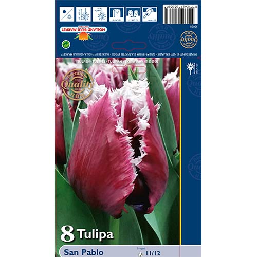 8 kus, Tulipán San Pablo - : Monžstvo balíkov: 8 kus