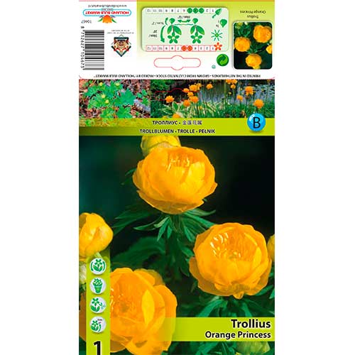 1 cib, Upolín zahradní (Trollius hybridus) Orange Princess - : Monžstvo balíkov: 1 cib