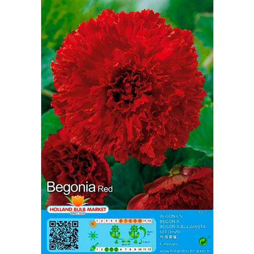 2 db, Szekfűvirágú begónia Red - Évelő: Mod de ambalare: 2 db