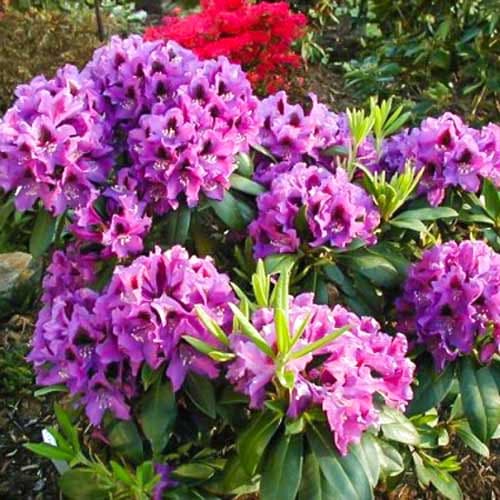 1 db, Rododendron Rasputin - Palánták: Mod de ambalare: 1 db